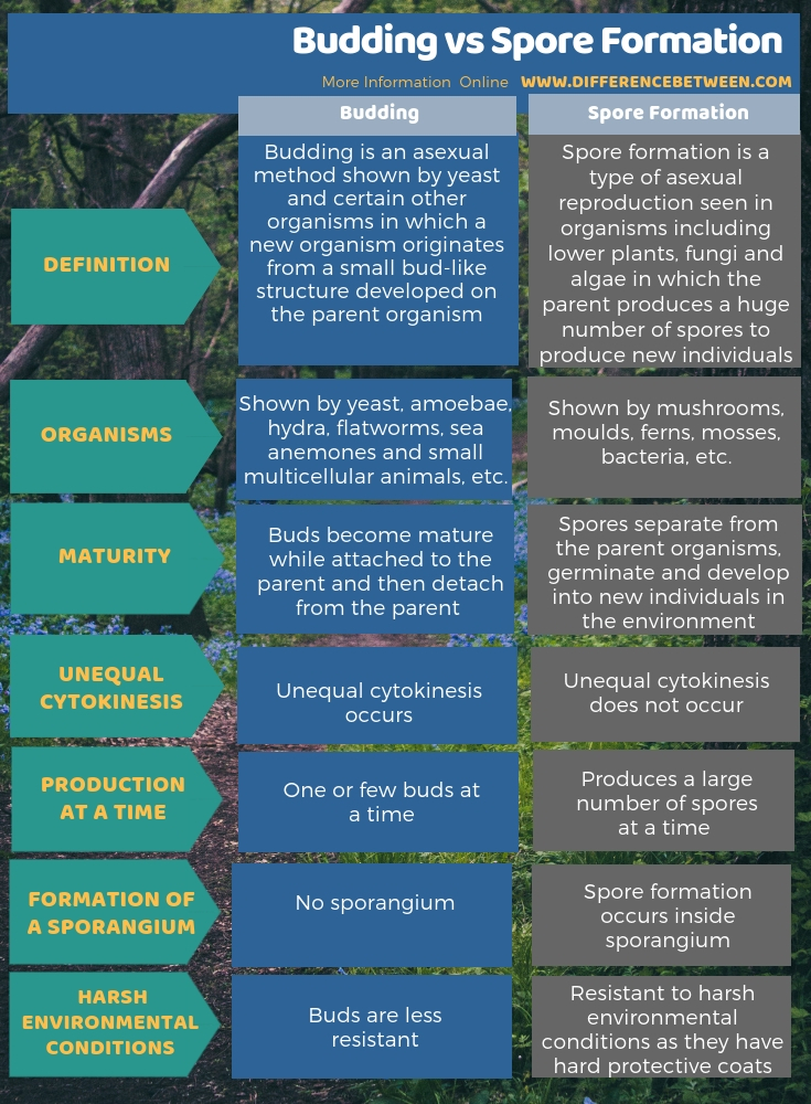 Difference Between Budding and Spore Formation in Tabular Form