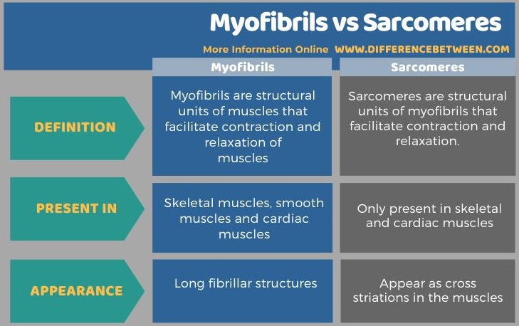 Difference Between Myofibrils and Sarcomeres - Tabular Form