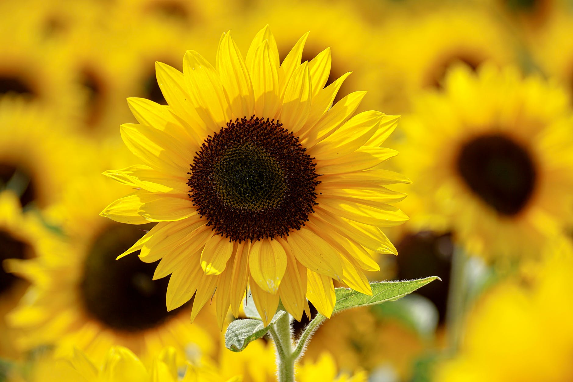 Difference Between Soy Lecithin and Sunflower Lecithin