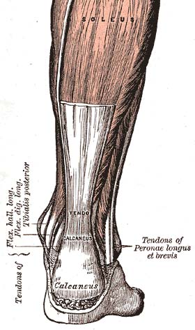 Difference Between Tendon and Aponeurosis