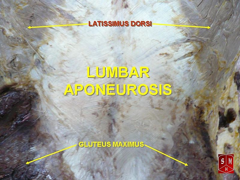 Key Difference - Tendon vs Aponeurosis