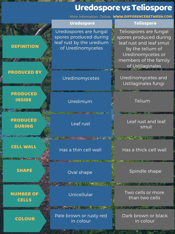 Difference Between Uredospore and Teliospore in Tabular Form