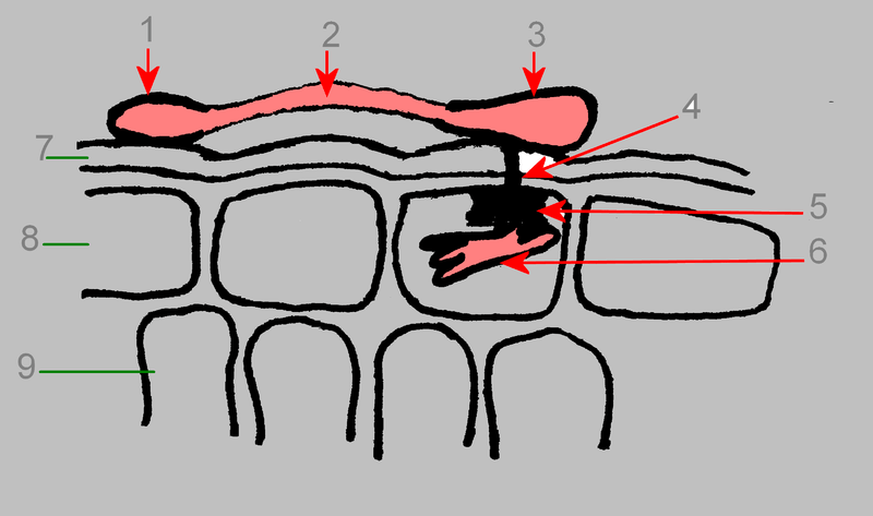 Difference Between Appressorium and Haustorium