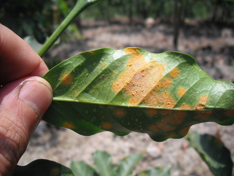 Difference Between Autoecious Rust and Heteroecious Rust