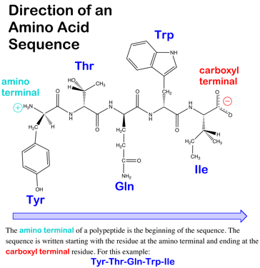 Key Difference - Base Sequence vs Amino Acid Sequence