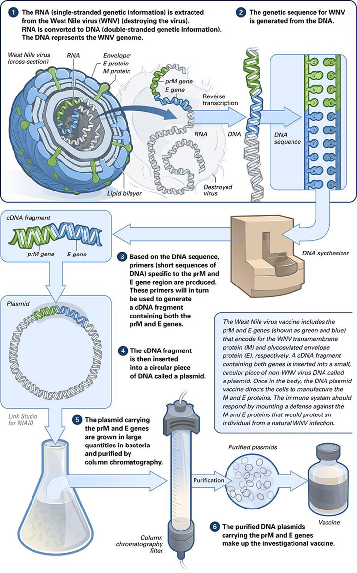 Difference Between DNA Vaccine and Recombinant Vaccine