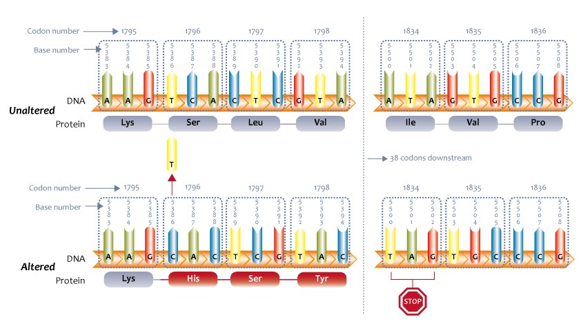 Difference Between Frameshift Mutation and Base Substitution Mutation