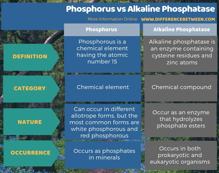 Difference Between Phosphorus and Alkaline Phosphatase in Tabular Form
