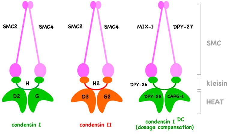 Difference Between Cohesin and Condensin