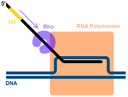 Difference Between Rho Dependent and Rho Independent Termination