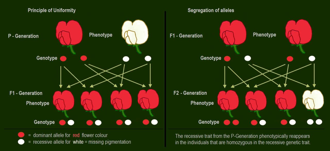 Difference Between Blending Theory and Mendelian Inheritance Theory