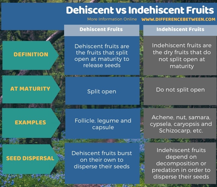 Difference Between Dehiscent and Indehiscent Fruits in Tabular Form