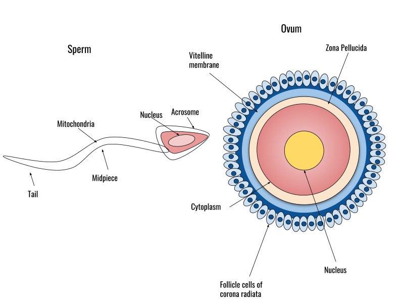 Difference Between Monospermy and Polyspermy