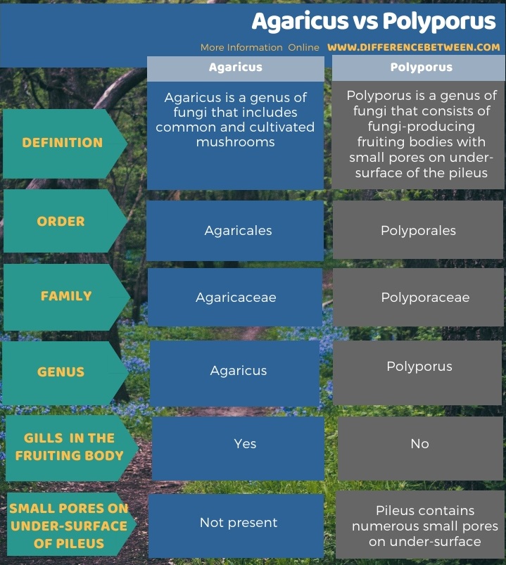 Difference Between Agaricus and Polyporus in Tabular Form