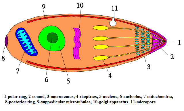 Difference Between Apicomplexia and Ciliophora