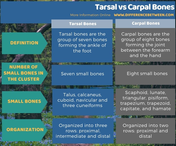 Difference Between Tarsal and Carpal Bones in Tabular Form