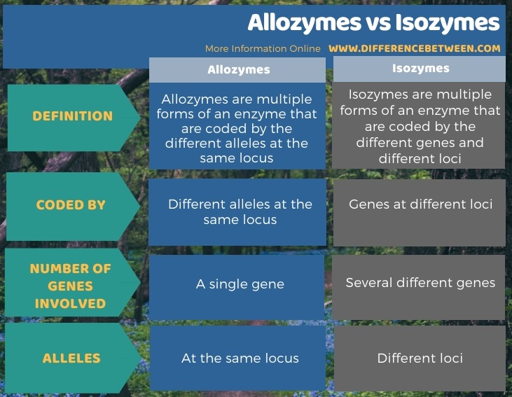 Difference Between Allozymes and Isozymes in Tabular Form