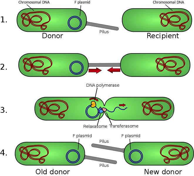 Key Difference - F Plasmid vs R Plasmid