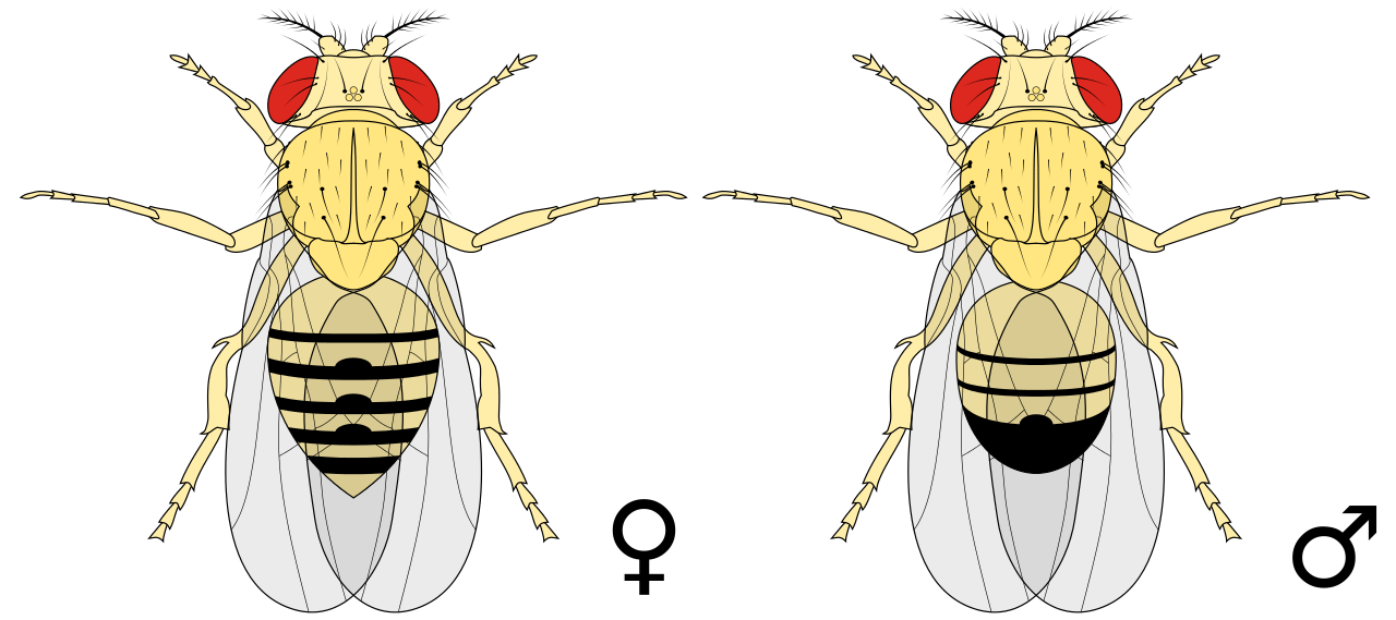 Difference Between Male and Female Drosophila melanogaster