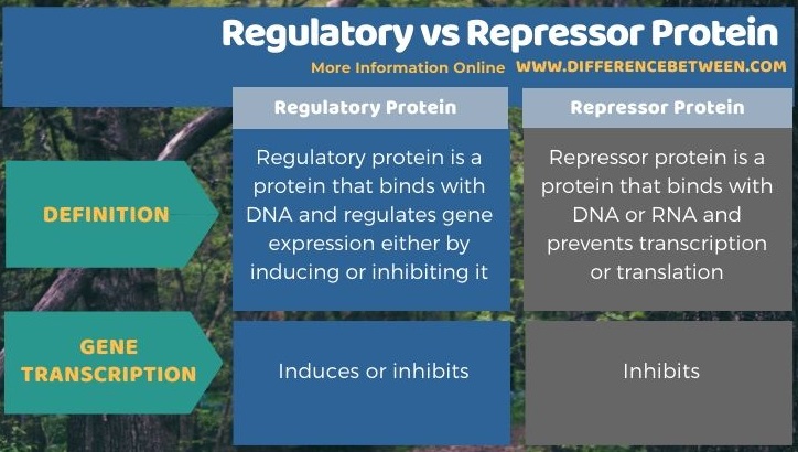 Difference Between Regulatory and Repressor Protein in Tabular Form