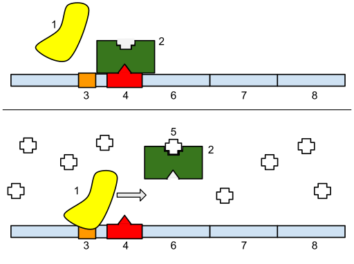 Key Difference - Regulatory vs Repressor Protein