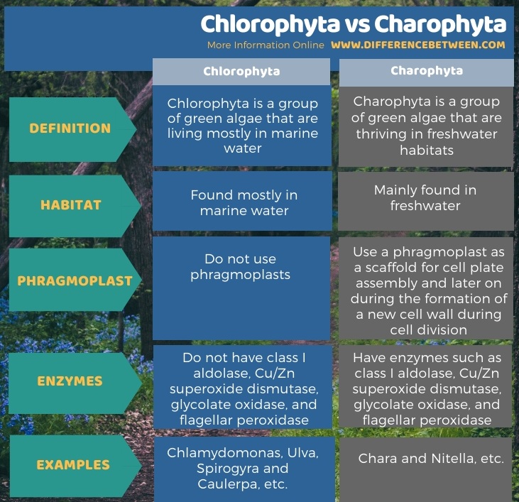 Difference Between Chlorophyta and Charophyta in Tabular Form