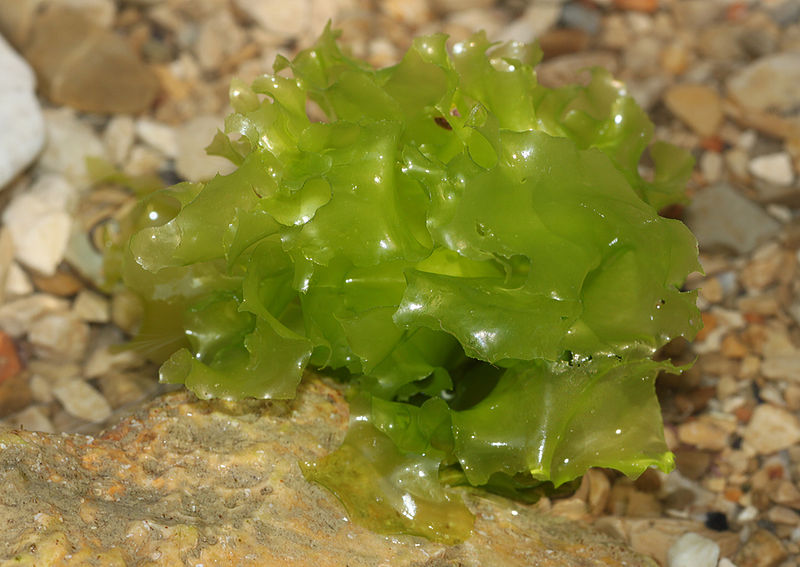 Key Difference - Chlorophyta vs Charophyta