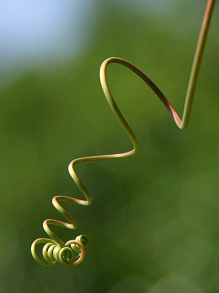 Key Difference - Tendrils vs Spine