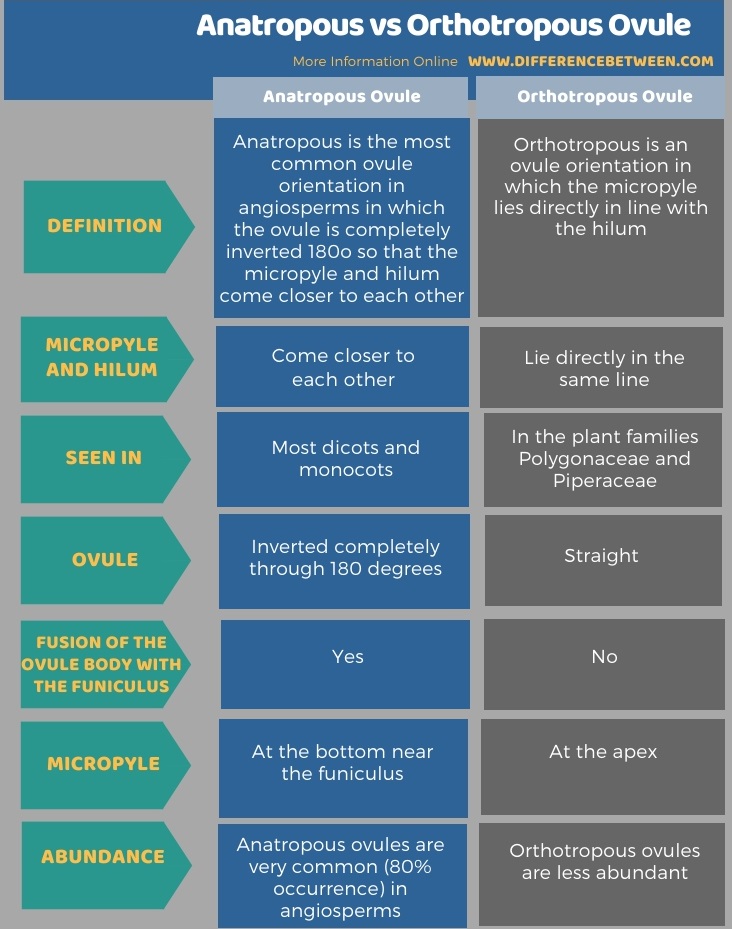 Difference Between Anatropous and Orthotropous Ovule in Tabular Form