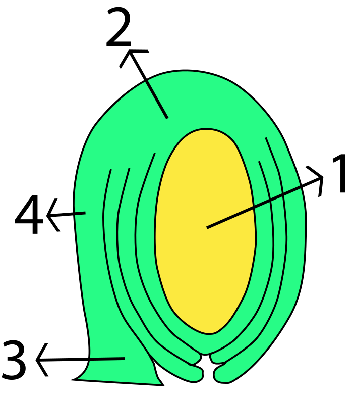 Difference Between Anatropous and Orthotropous Ovule