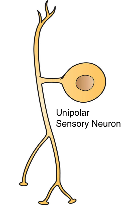 Difference Between Multipolar Bipolar and Unipolar Neurons_3