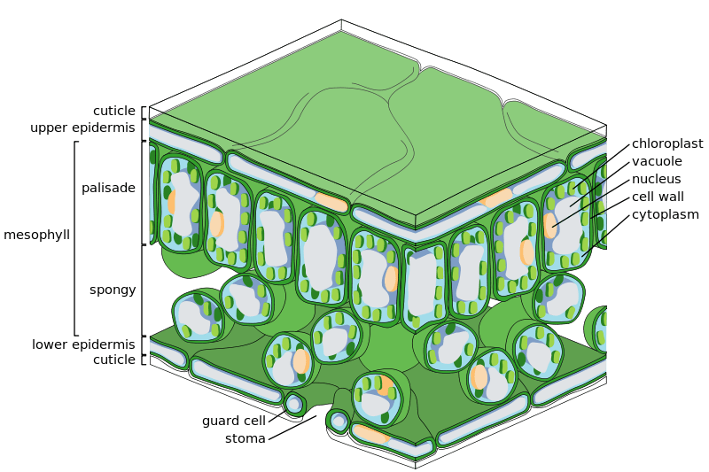 Key Difference - Palisade Parenchyma vs Spongy Parenchyma