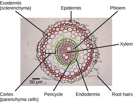 Difference Between Pericycle and Endodermis