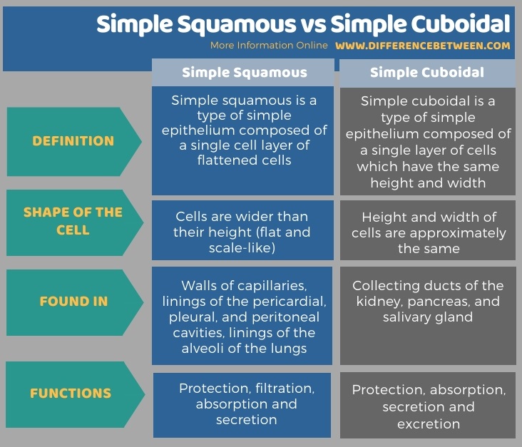 Difference Between Simple Squamous and Simple Cuboidal in Tabular Form