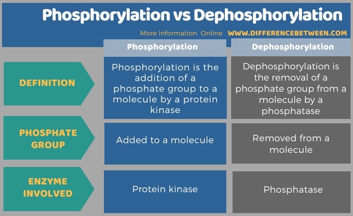 Difference Between Phosphorylation and Dephosphorylation in Tabular Form