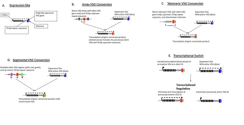 Key Difference - Antigenic vs Phase Variation