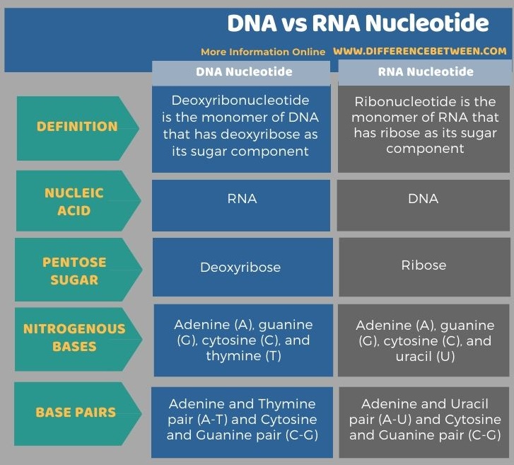 Difference Between DNA and RNA Nucleotide in Tabular Form