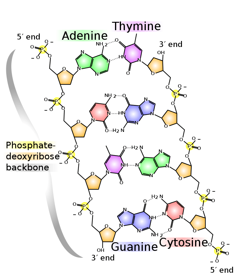 Difference Between DNA and RNA Nucleotide