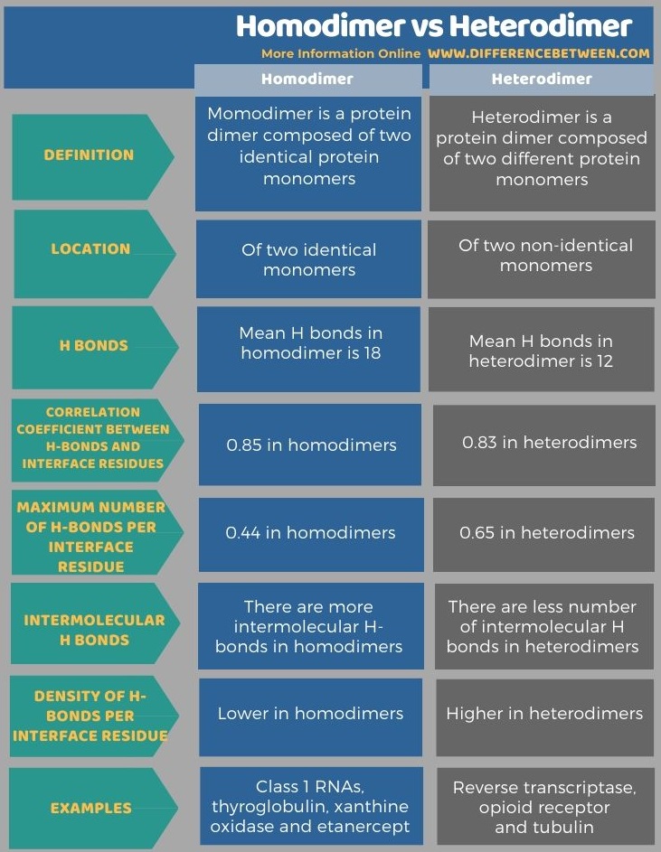 Difference Between Homodimer and Heterodimer in Tabular Form