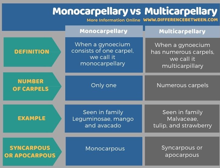 Difference Between Monocarpellary and Multicarpellary in Tabular Form