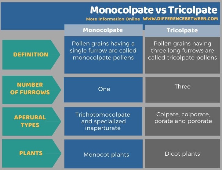 Difference Between Monocolpate and Tricolpate in Tabular Form