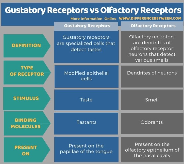 Difference Between Gustatory Receptors and Olfactory Receptors in Tabular Form