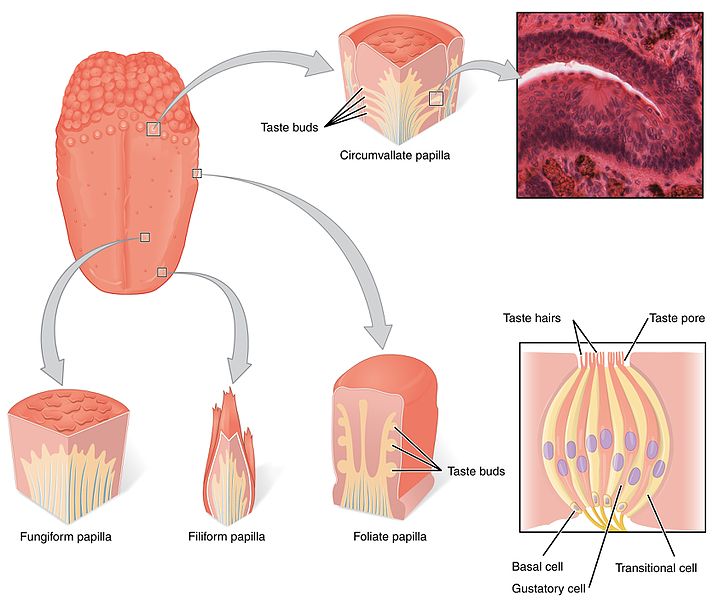 Key Difference - Gustatory Receptors vs Olfactory Receptors