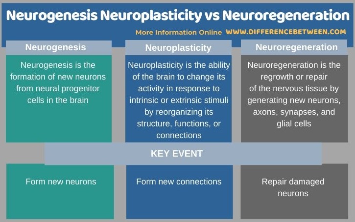 Difference Between Neurogenesis Neuroplasticity and Neuroregeneration in Tabular Form