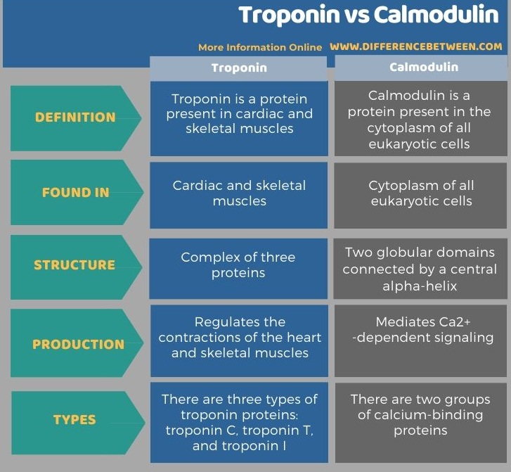 Difference Between Troponin and Calmodulin in Tabular Form