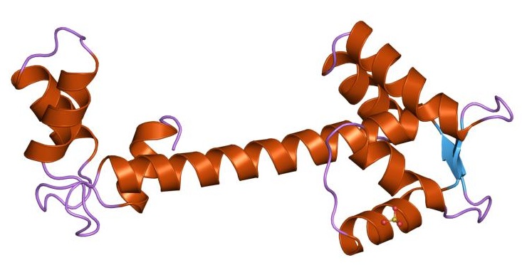 Key Difference - Troponin vs Calmodulin