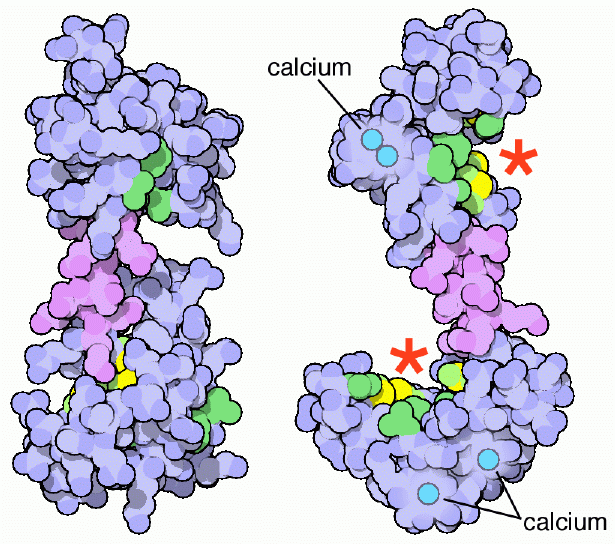 Difference Between Troponin and Calmodulin