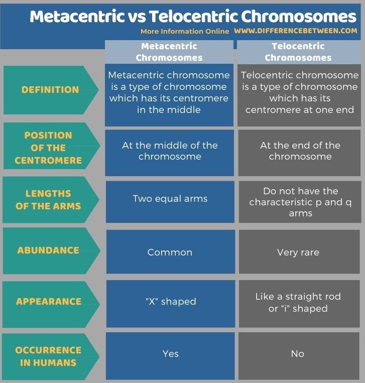 Difference Between Metacentric and Telocentric Chromosomes in Tabular Form