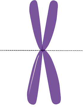 Key Difference - Metacentric vs Telocentric Chromosomes