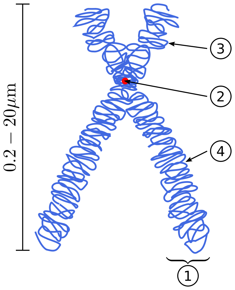 Key Difference - Monocentric vs Dicentric vs Polycentric Chromosomes